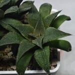 Haworthia Seedling MS345 Koibito Splendens x Emelyae Badia - 1