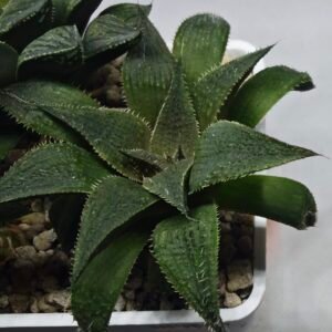 Haworthia Seedling MS345 Koibito Splendens x Emelyae Badia - 1