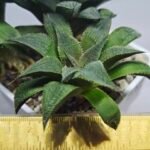 Haworthia Seedling MS345 Koibito Splendens x Emelyae Badia - 2