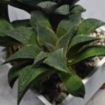 Haworthia Seedling MS345 Koibito Splendens x Emelyae Badia - 3