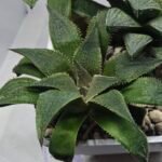 Haworthia Seedling MS345 Koibito Splendens x Emelyae Badia - 4