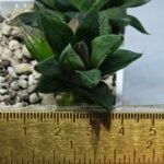Haworthia Seedling MS341 Black Picta x Kohaku Obtusa Variegated - 1