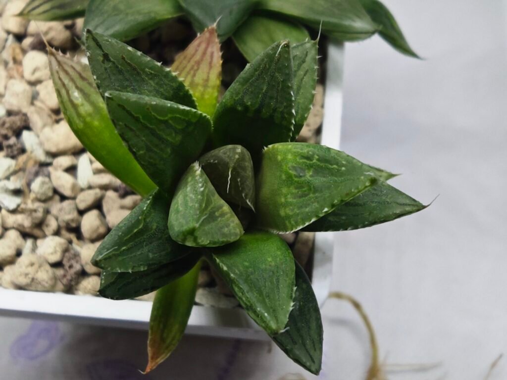 Haworthia Seedling MS341 Black Picta x Kohaku Obtusa Variegated - 2