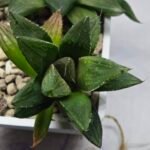Haworthia Seedling MS341 Black Picta x Kohaku Obtusa Variegated - 2