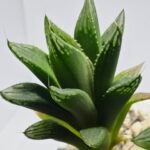 Haworthia Seedling MS341 Black Picta x Kohaku Obtusa Variegated - 3