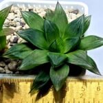 Haworthia Seedling MS342 - 1
