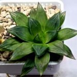 Haworthia Seedling MS342 - 2