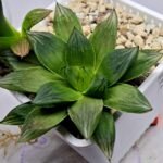 Haworthia Seedling MS342 - 3