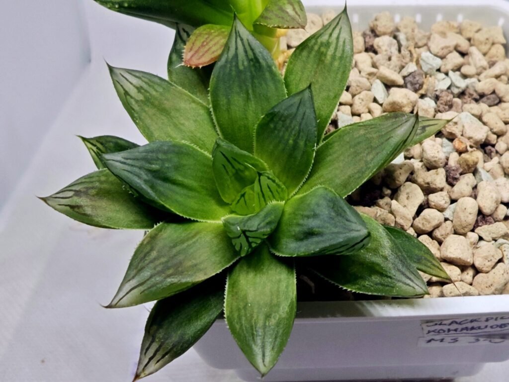 Home 2 Haworthia Seedling MS342 - 4