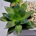 Haworthia Seedling MS342 - 4