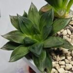 Haworthia Seedling MS342 - 5