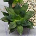 Haworthia Seedling MS342 - 6