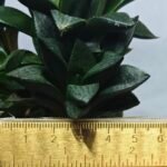 Haworthia Seedling MS337 Springbok x Cuspidata - 1