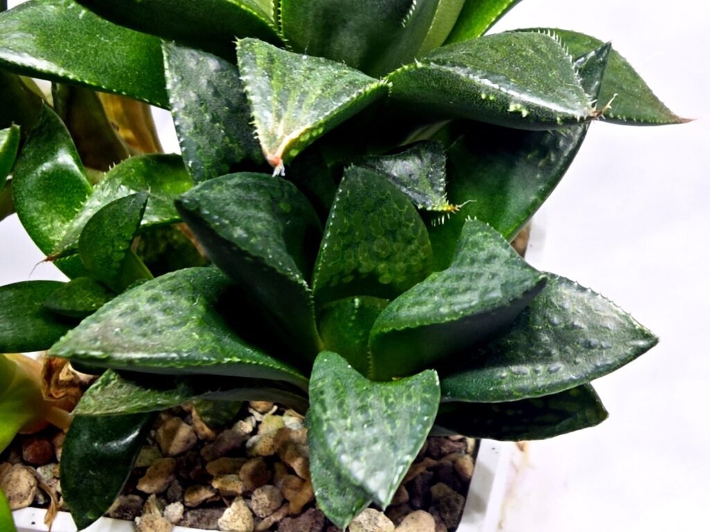 Home 1 Haworthia Seedling MS337 Springbok x Cuspidata - 2