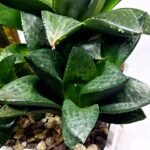 Haworthia Seedling MS337 Springbok x Cuspidata - 2