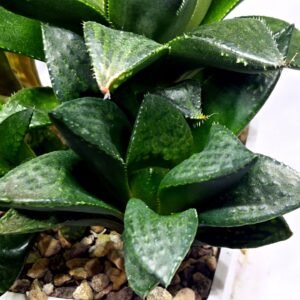 Haworthia Seedling MS337 Springbok x Cuspidata - 2