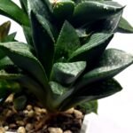 Haworthia Seedling MS337 Springbok x Cuspidata - 3