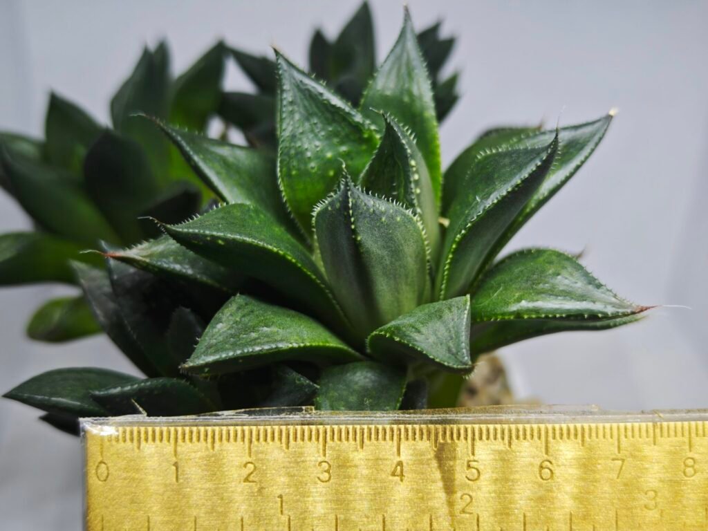 Home 7 Haworthia Seedling MS338 Zizzunami x Cuspidata - 1
