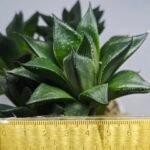 Haworthia Seedling MS338 Zizzunami x Cuspidata - 1