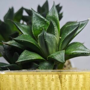 Haworthia Seedling MS338 Zizzunami x Cuspidata - 1