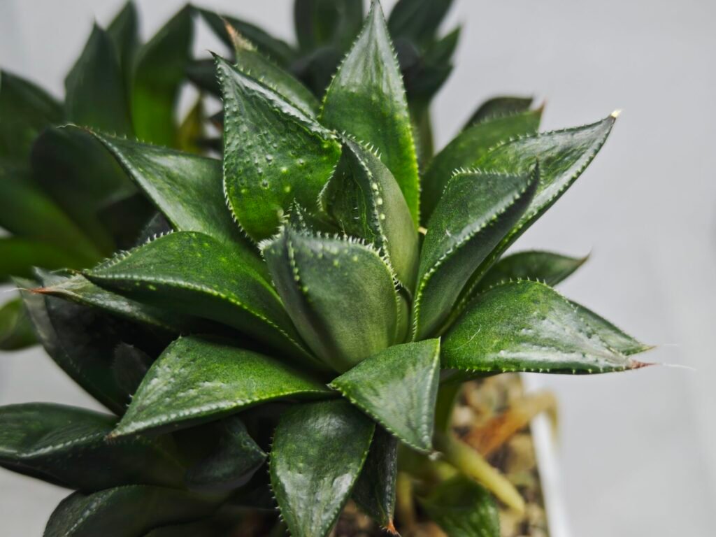 Home 1 Haworthia Seedling MS338 Zizzunami x Cuspidata - 2