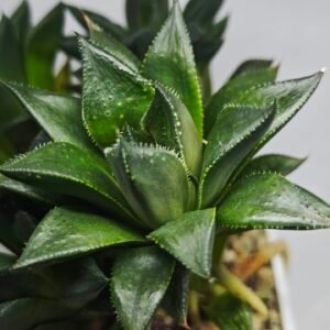 Haworthia Seedling MS338 Zizzunami x Cuspidata - 2