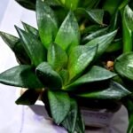 Haworthia Seedling MS335 Springbok x Cuspidata - 2