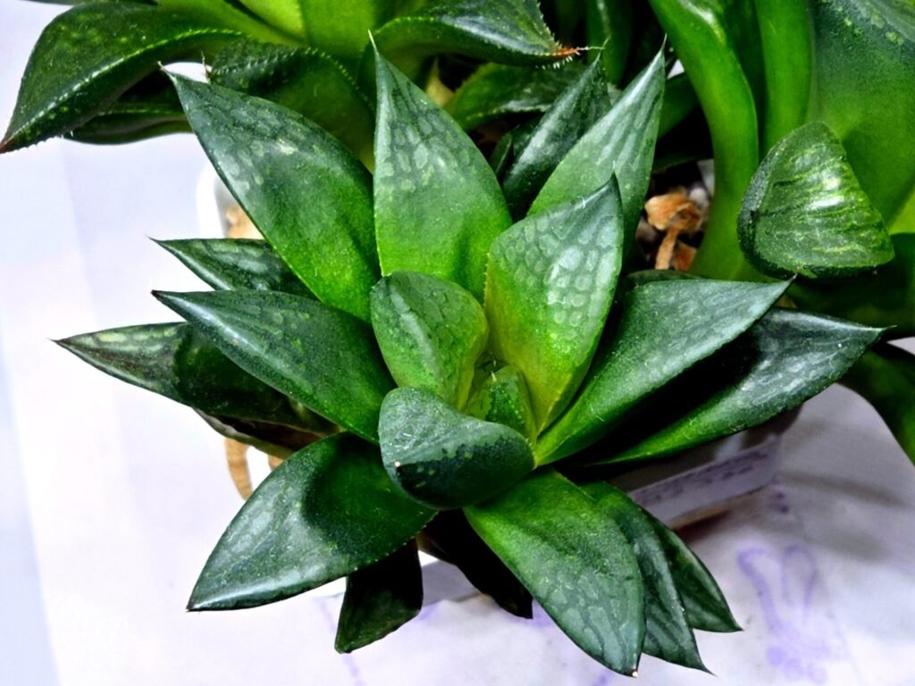Home 10 Haworthia Seedling MS335 Springbok x Cuspidata - 3