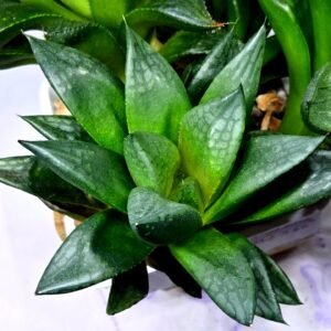 Haworthia Seedling MS335 Springbok x Cuspidata - 3