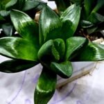 Haworthia Seedling MS336 Springbok x Cuspidata - 1