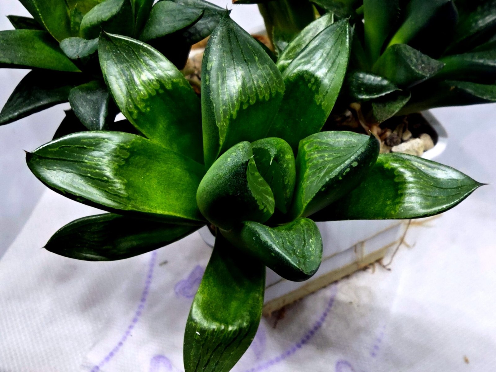 Haworthia Seedling MS336 Springbok x Cuspidata - 1
