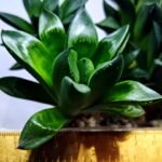 Haworthia Seedling MS336 Springbok x Cuspidata - 2