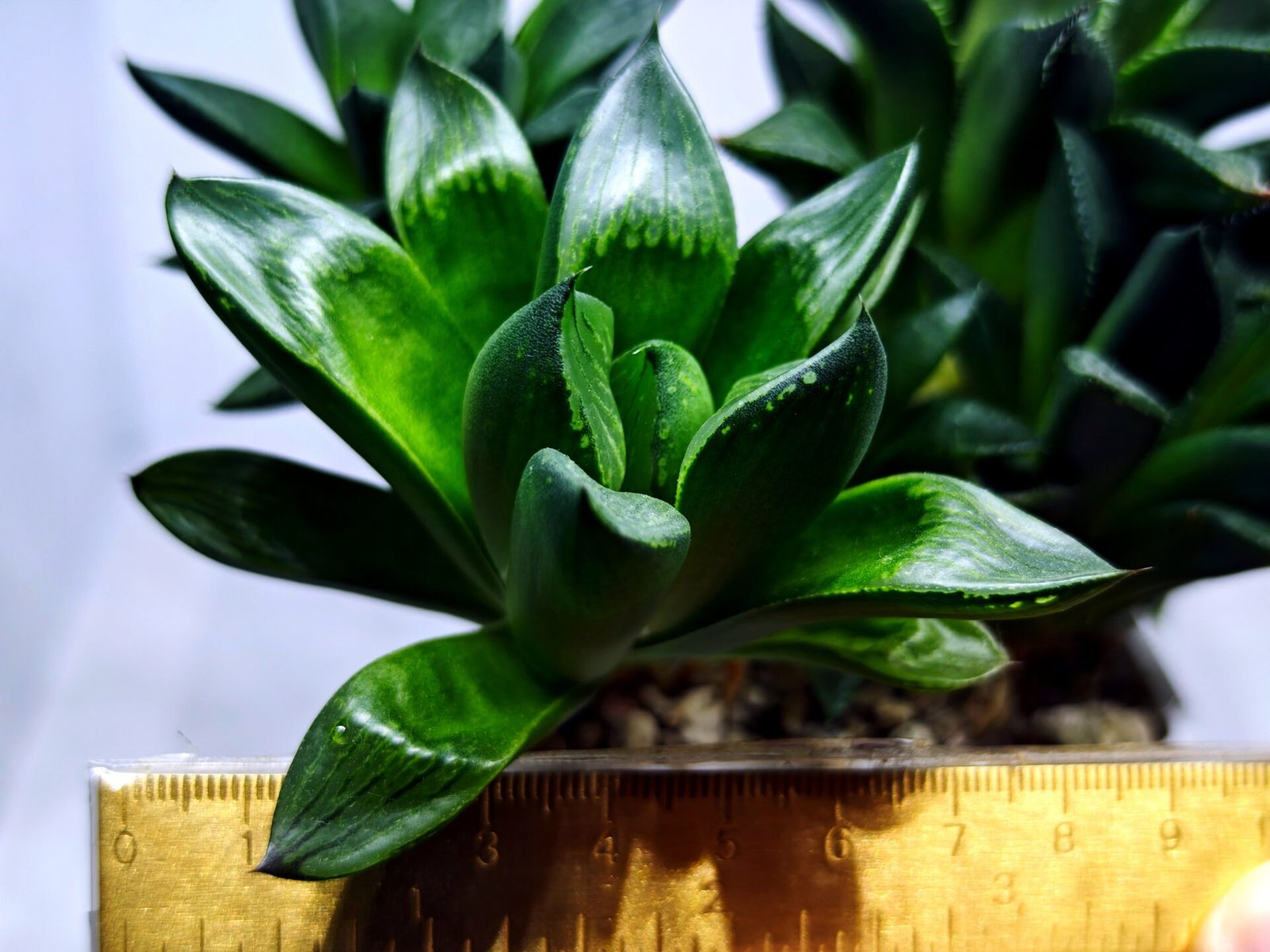 Haworthia Seedling MS336 Springbok x Cuspidata - 2