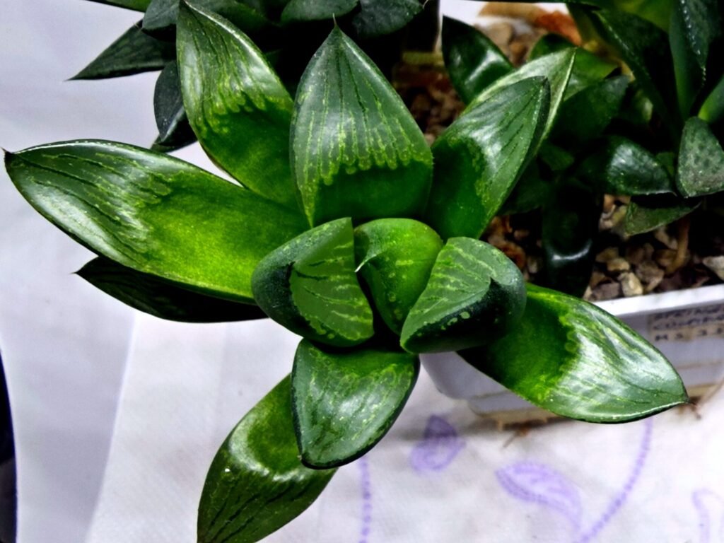 Home 9 Haworthia Seedling MS336 Springbok x Cuspidata - 3