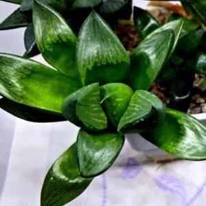 Haworthia Seedling MS336 Springbok x Cuspidata - 3
