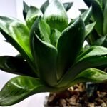 Haworthia Seedling MS336 Springbok x Cuspidata - 4