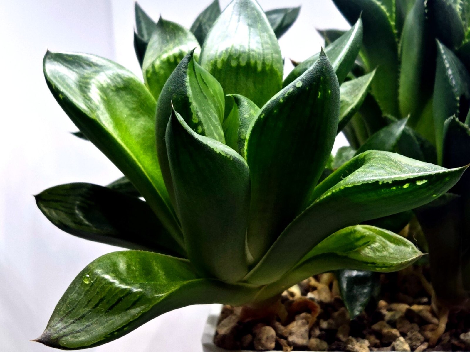 Haworthia Seedling MS336 Springbok x Cuspidata - 4
