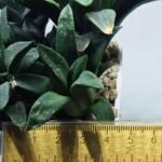 Haworthia Seedling MS332 Picta x Maughanii x Black Major - 2