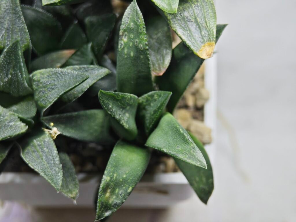 Haworthia Seedling MS332 Picta x Maughanii x Black Major - 1