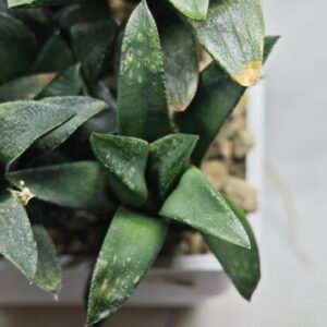 Haworthia Seedling MS332 Picta x Maughanii x Black Major - 1