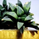 Haworthia Seedling MS334 Picta x Maughanii x Black Major - 1