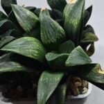 Haworthia Seedling MS334 Picta x Maughanii x Black Major - 2