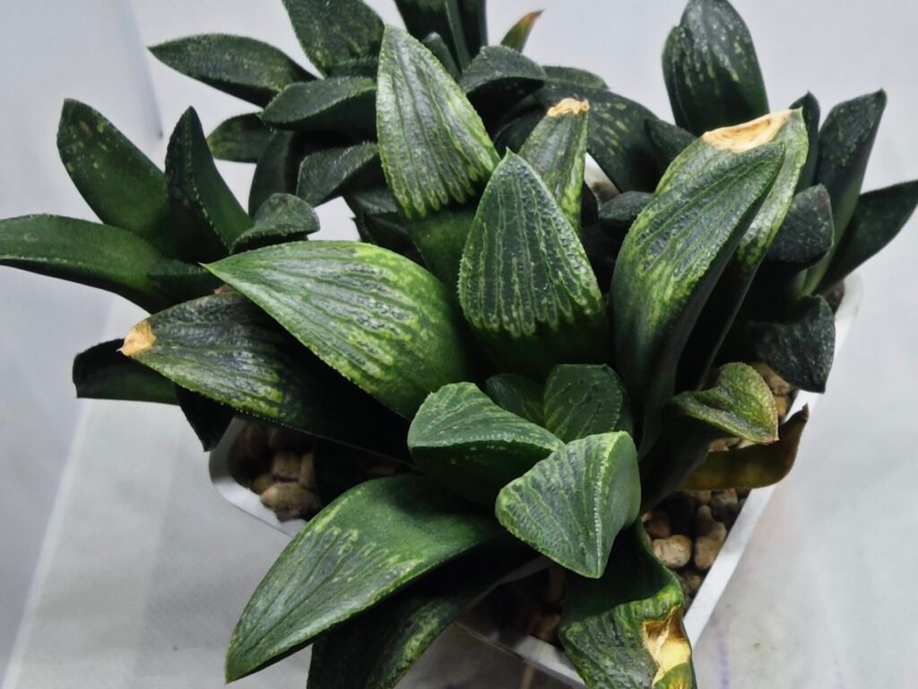 Home 10 Haworthia Seedling MS334 Picta x Maughanii x Black Major - 3