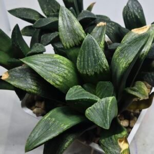 Haworthia Seedling MS334 Picta x Maughanii x Black Major - 3