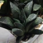 Haworthia Seedling MS330 Picta x Maughanii x Black Major - 1