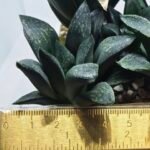 Haworthia Seedling MS330 Picta x Maughanii x Black Major - 2