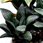 Haworthia Seedling MS330 Picta x Maughanii x Black Major - 3