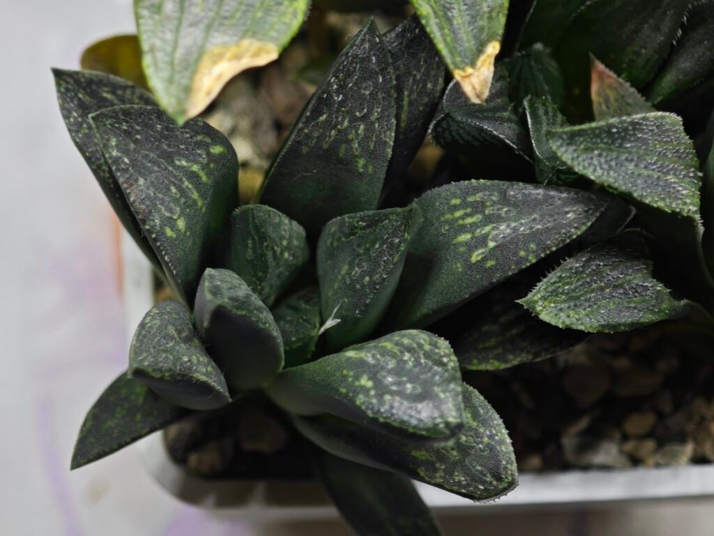 Home 10 Haworthia Seedling MS330 Picta x Maughanii x Black Major - 4