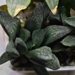 Haworthia Seedling MS330 Picta x Maughanii x Black Major - 4