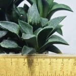 Haworthia Seedling MS331 Picta x Maughanii x Black Major - 1